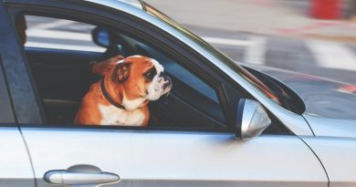 Accesorios para viajar con perros en el coche