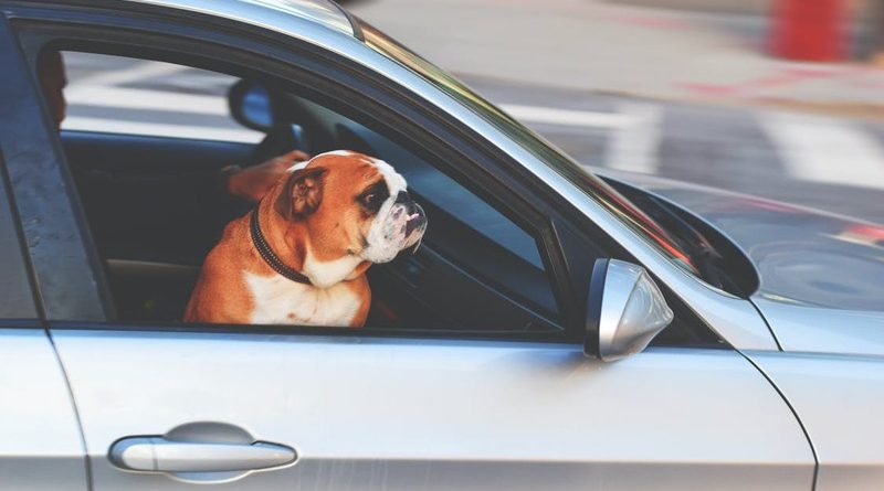 Accesorios para viajar con perros en el coche