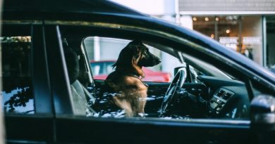 como-viajar-en-coche-con-mascotas-a-bordo